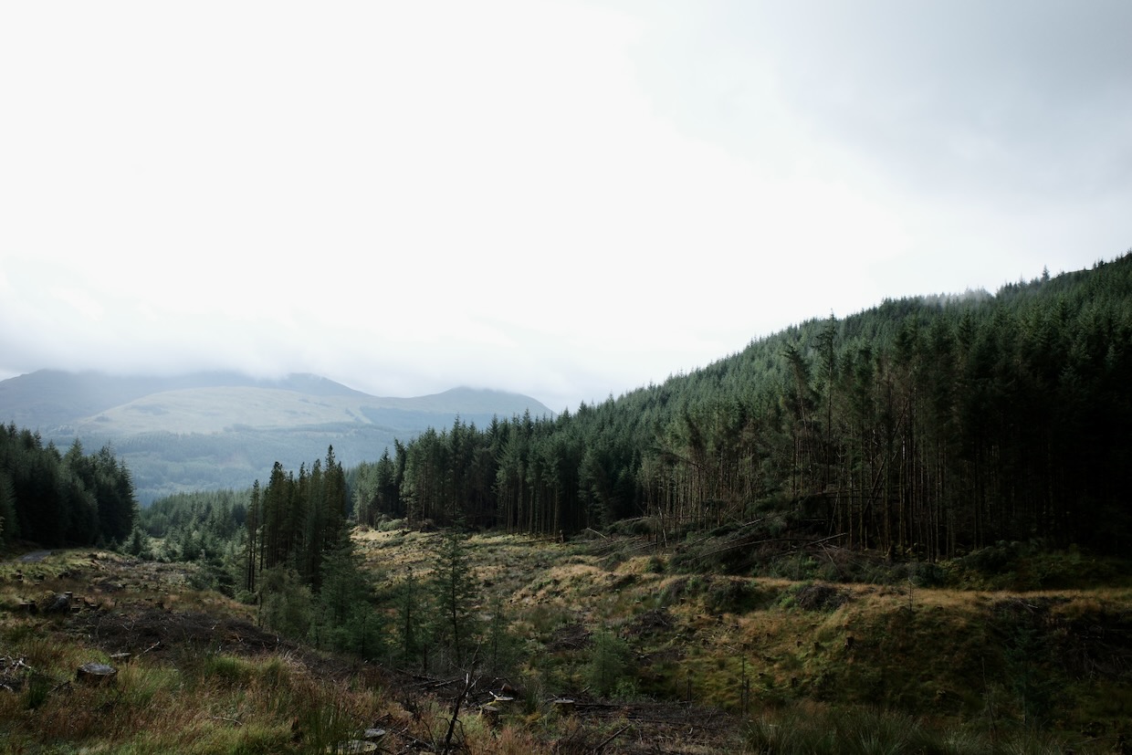 Forestry as a career
