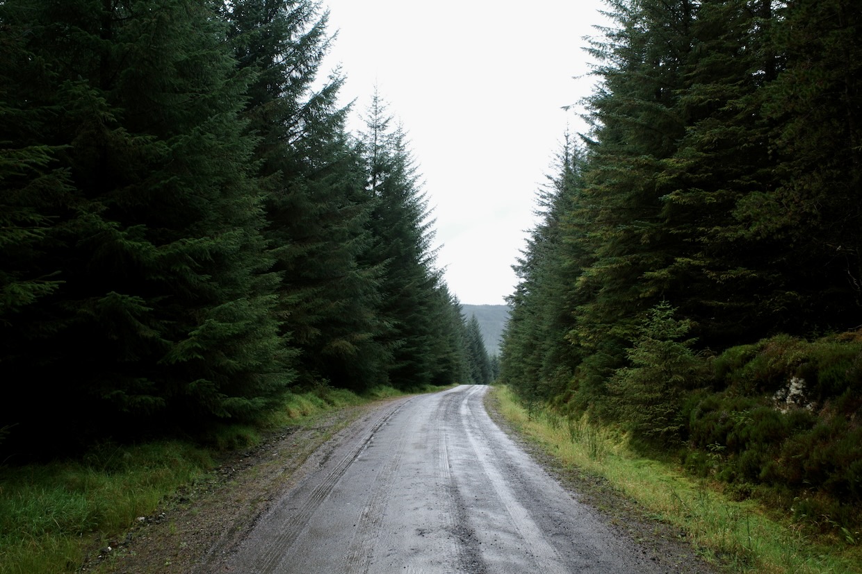 Trees, with trees in the distance