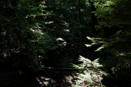 Russian Gulch