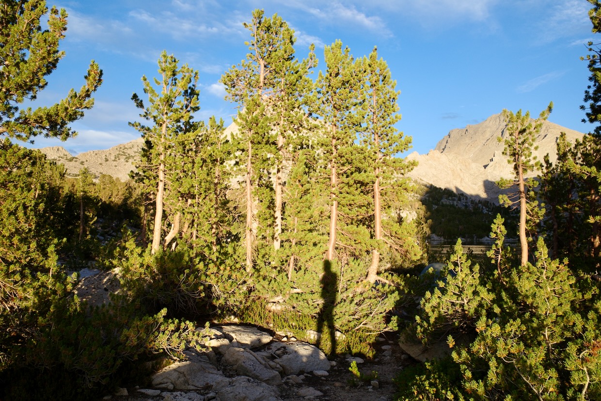Silhouette